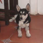 Chispa